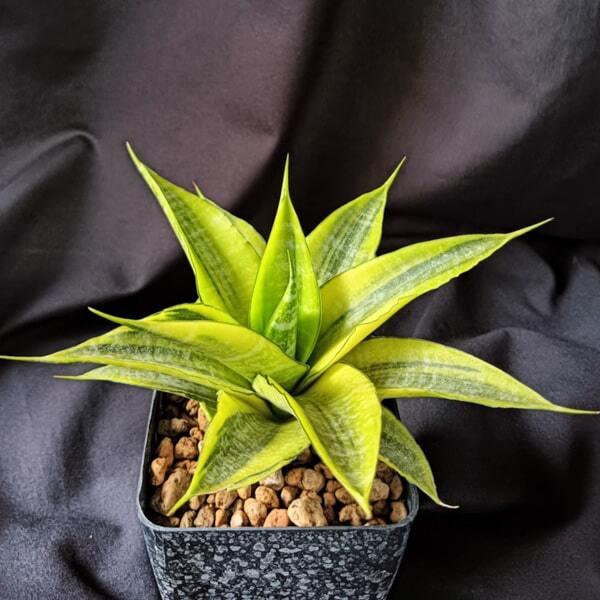 Sansevieria CORDOVA VAR