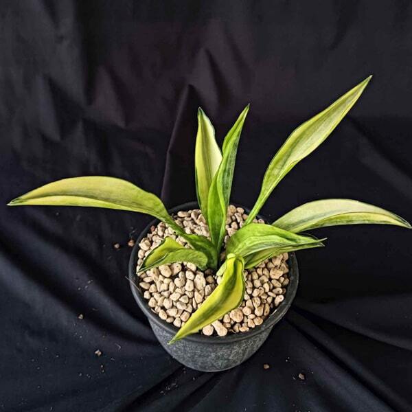 Sansevieria CONSINNA