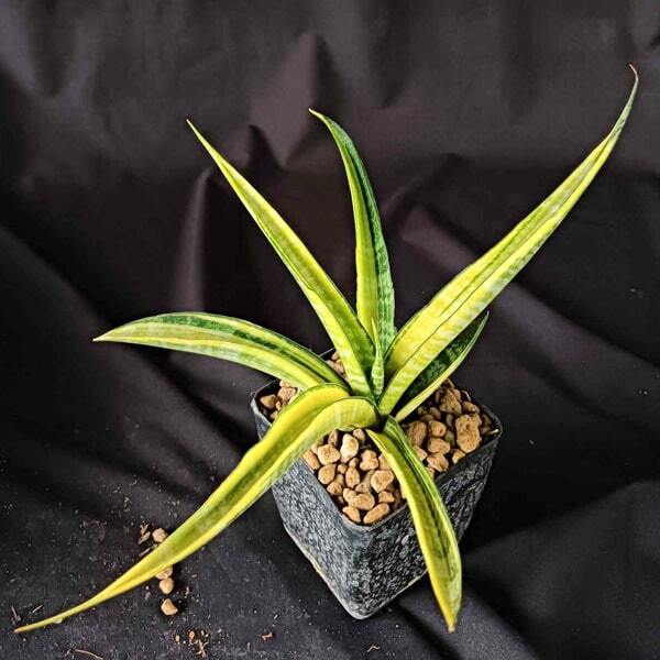 Sansevieria CORDOVA GIANT VAR