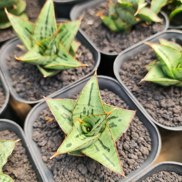 Sansevieria CAESAR