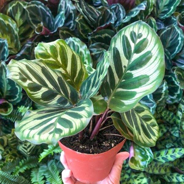 Calathea MAKOYANA PEACOCK