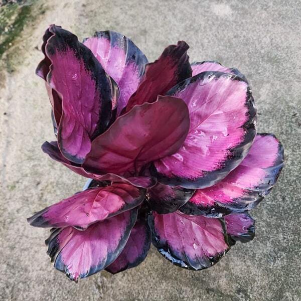 Calathea PICTURATA CRIMSON (#1)
