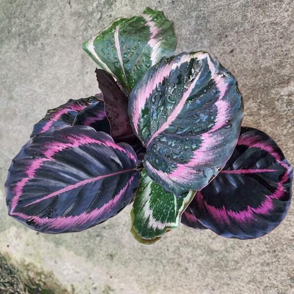 Calathea REGEL MEDALLION RED (#2)