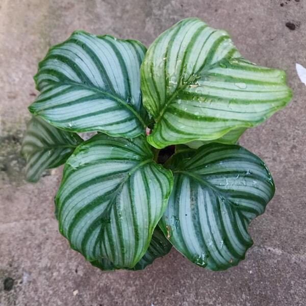 Calathea ORBIFOLIA (#3)