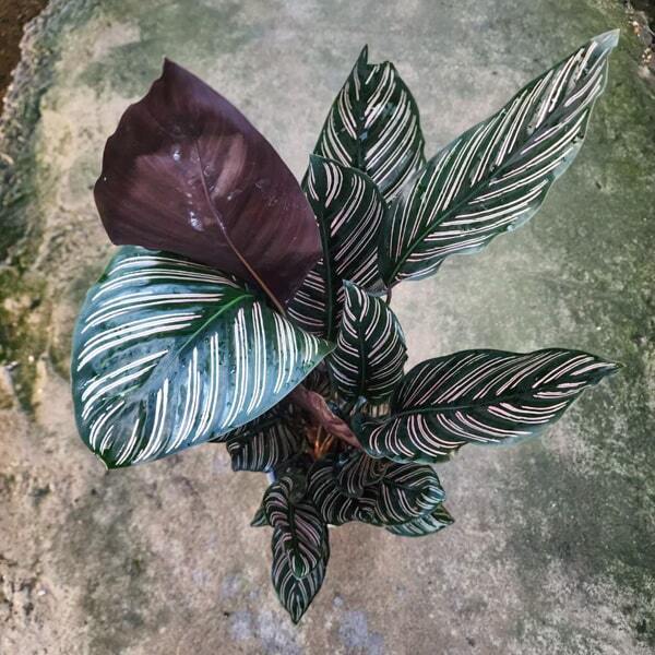 Calathea SANDERIANA (#6)