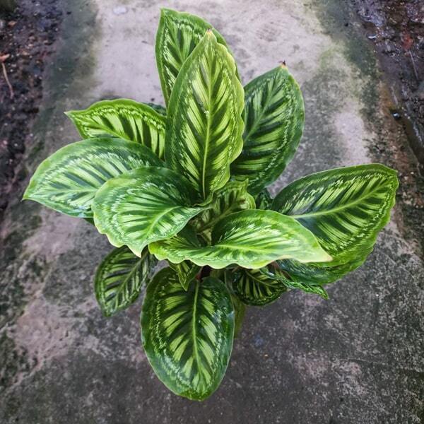 Calathea FLAMESTAR (#7)