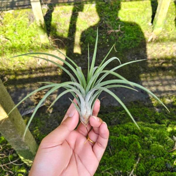 Tillandsia Califano (baileyi x ionantha) R