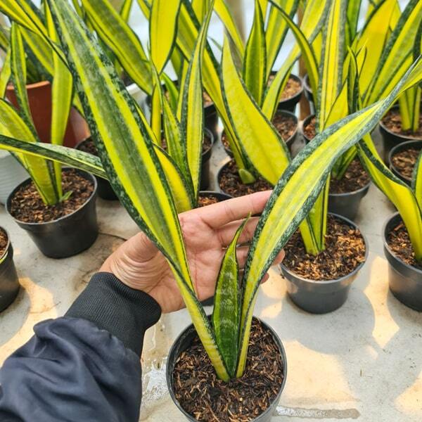 Sansevieria CALIFORNIA