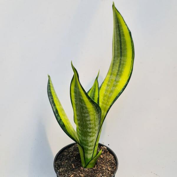 Sansevieria CALIFORNIA MUT