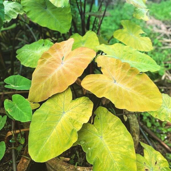Colocasia CANARY