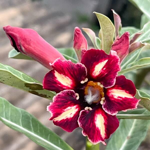 Adenium obesum CHERRY RED