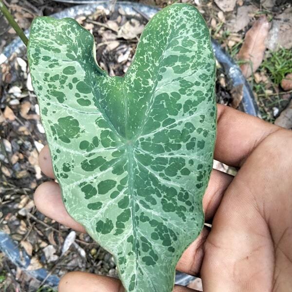 Colocasia CHIANG KHAN DIAMOND