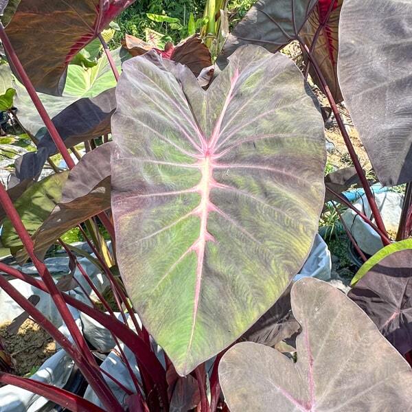 Colocasia CHIANG MAI GIRL