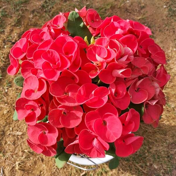 Euphorbia Milii CHU SAB