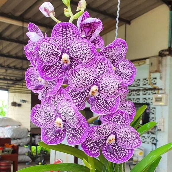 Vanda orchid V CHULEE X V SOMSRI BLUE CLASSIC