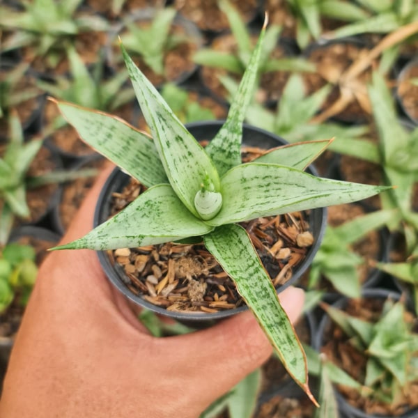 Sansevieria CINTA