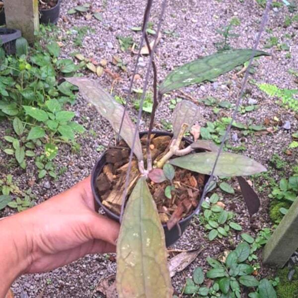 Hoya CLEMENSORIUM RED