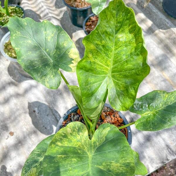 Alocasia GAGEANA AUREA VAR
