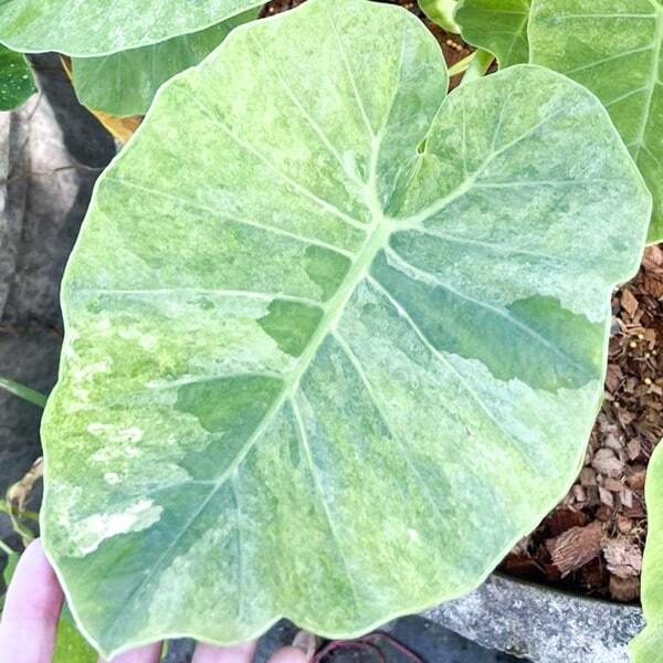 Colocasia GIGANTEA TOTAL MINT