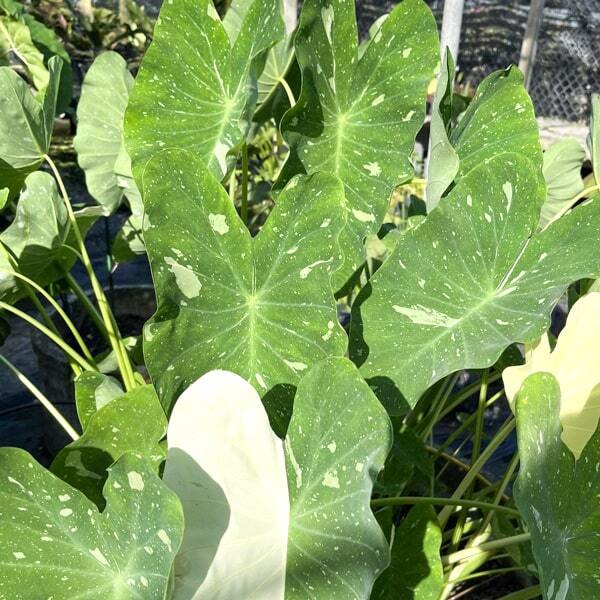 Colocasia MILKY WAY