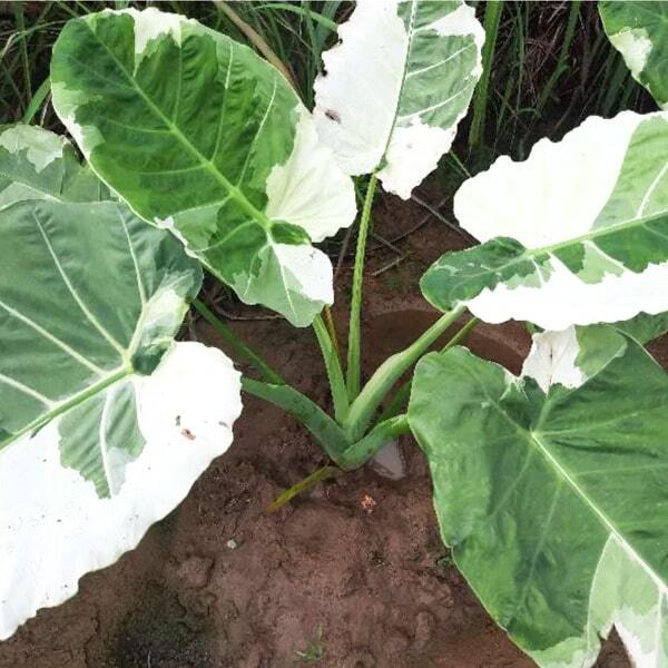 Colocasia GIGANTEA HOOK ALBO VAR