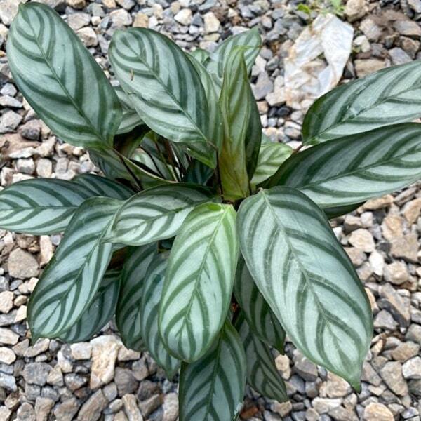 Ctenanthe SETOSA COMPACT STAR