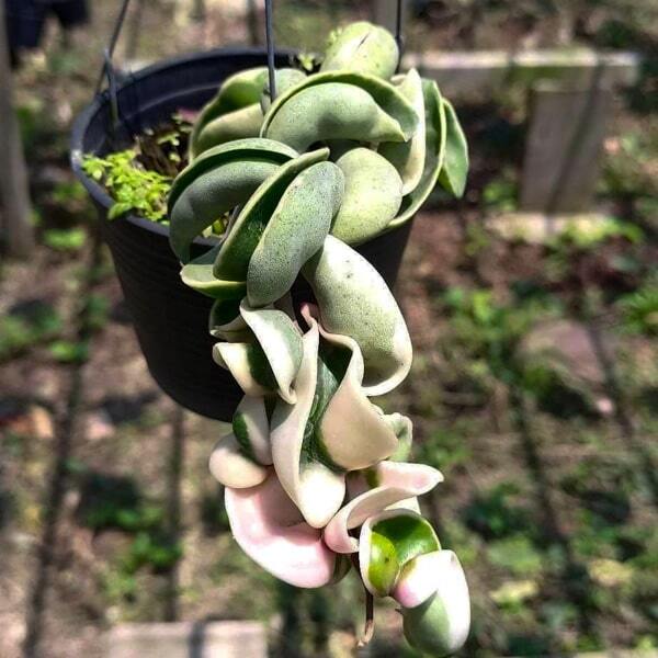 Hoya CARNOSA COMPACTA VARIEGATA