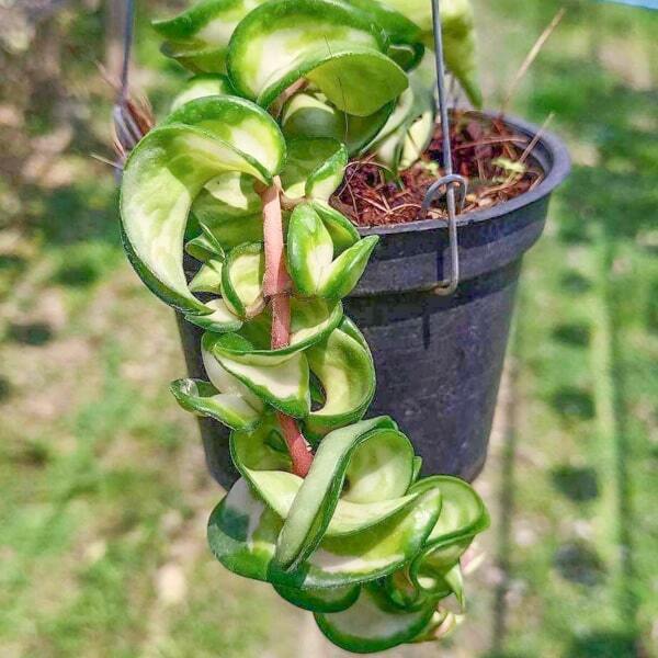 Hoya COMPACTA VAR INSIDE