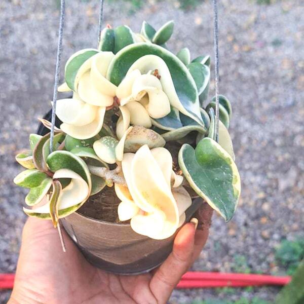 Hoya COMPACTA VAR ALBOMARGINATA