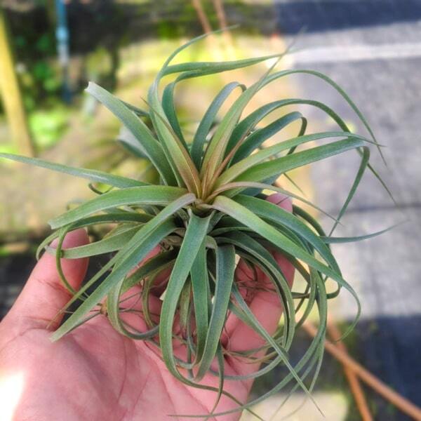 Tillandsia Redy (concolor x streptophylla) S