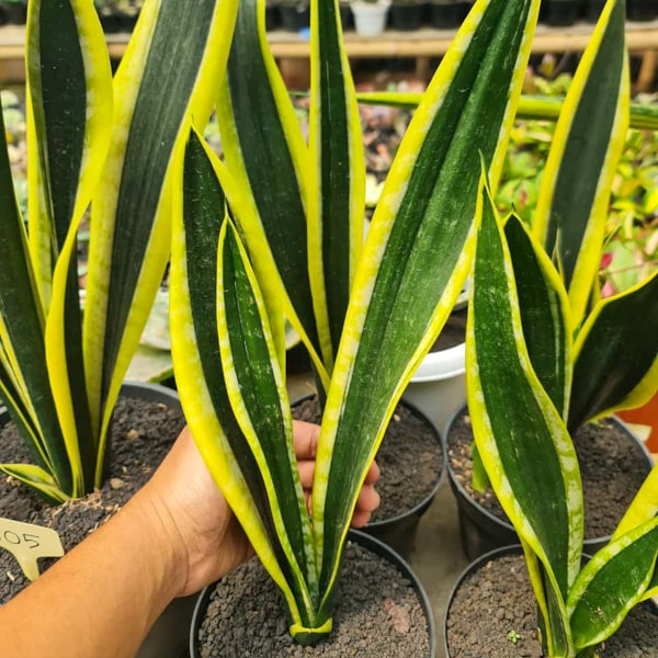 Sansevieria COSTARICA