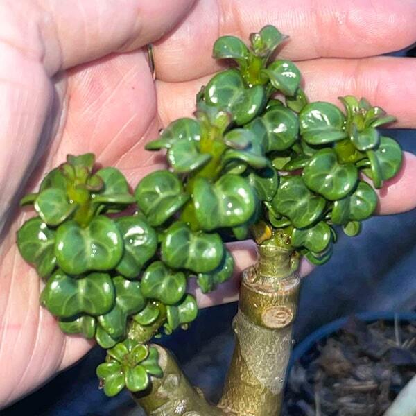 Adenium DHA ROSE LEAF grafted