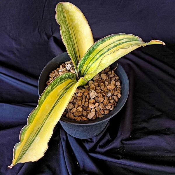 Sansevieria DRAGON WING VAR