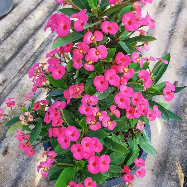 Euphorbia Milii dwarf BAN YEN PURPLE