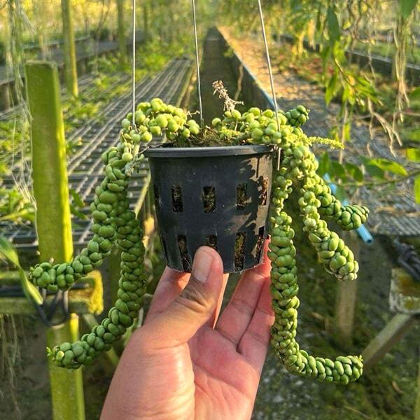 Dischidia IDEAMINUBU size M