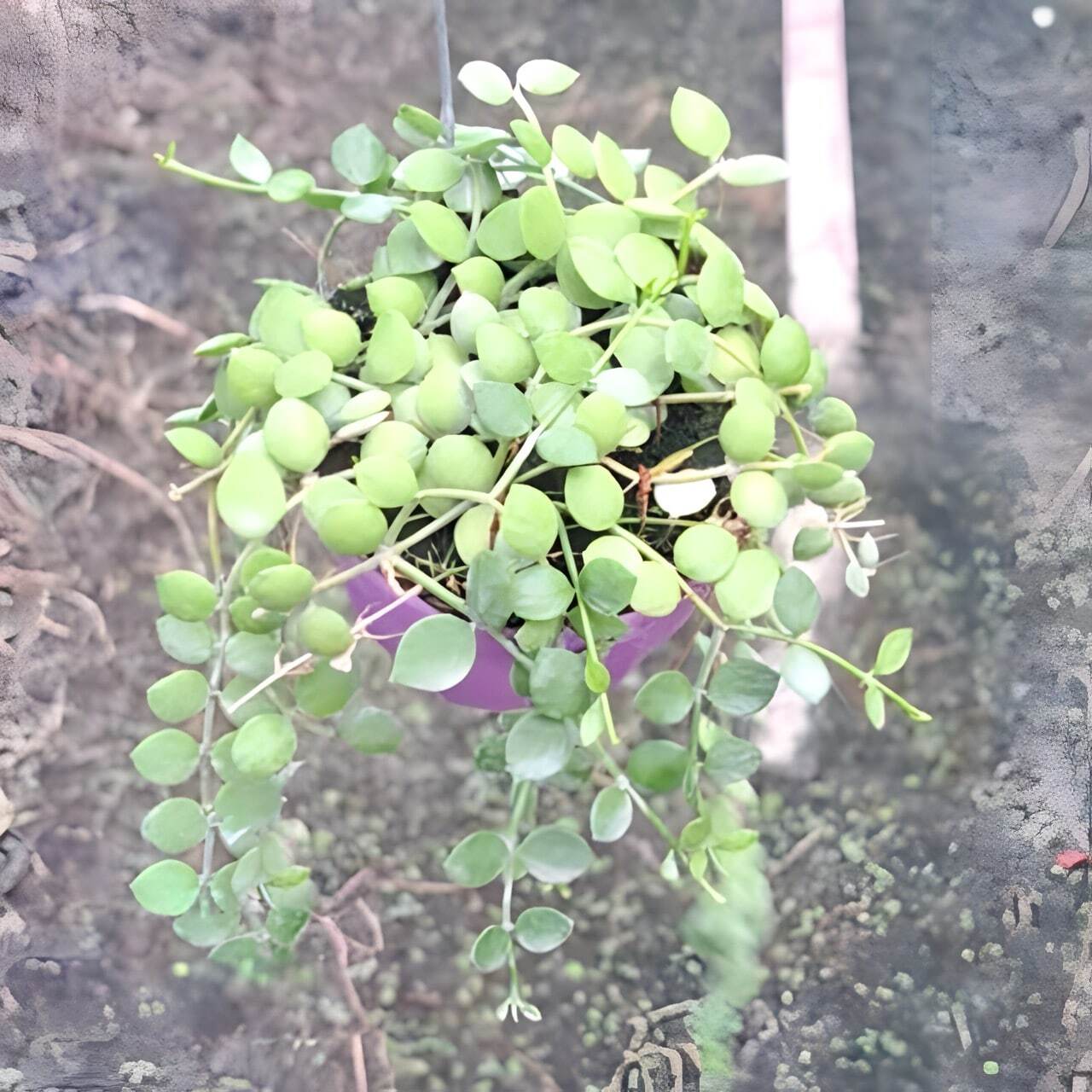 Dischidia NUMMULARIA GREEN