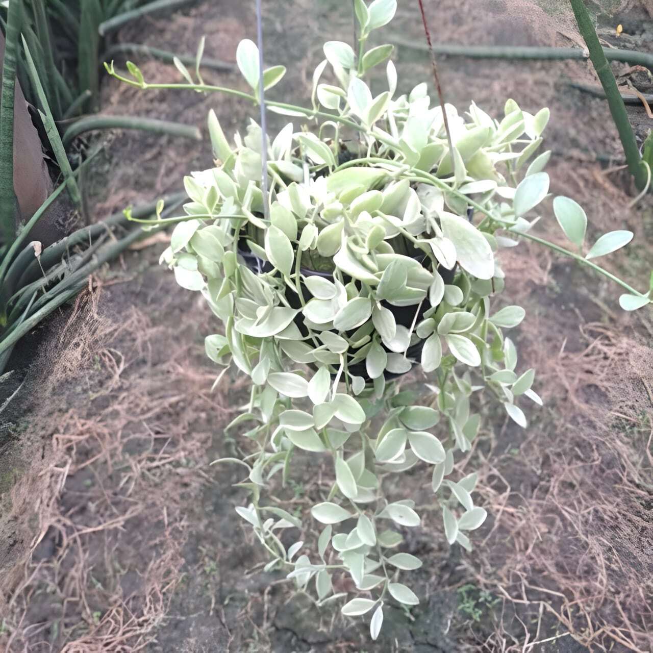 Dischidia OIANTHA WHITE DIAMOND