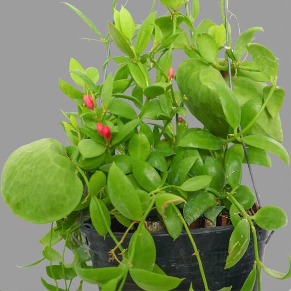 Dischidia PECTENOIDES VIDALII BECC