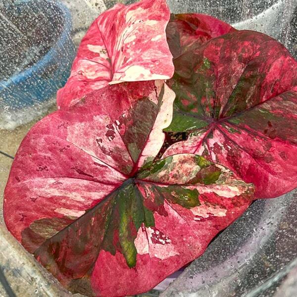 Caladium DAENG ANDA
