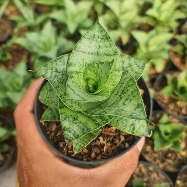 Sansevieria DAWALA