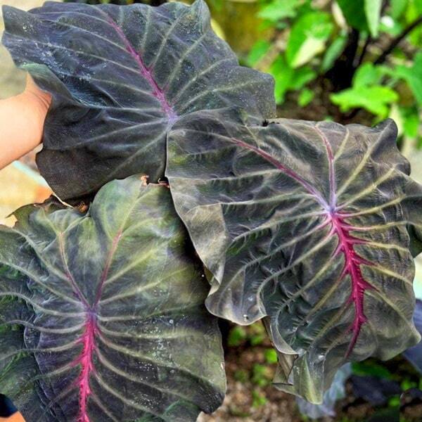 Colocasia DEVIL CROW