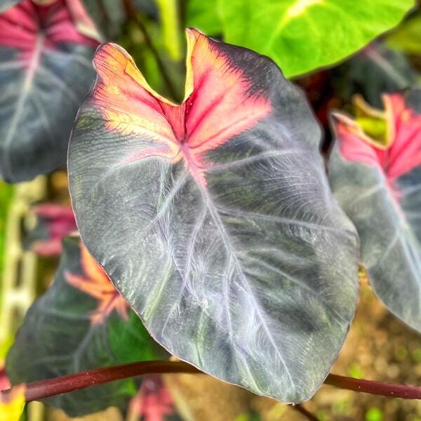 Colocasia DIABLO