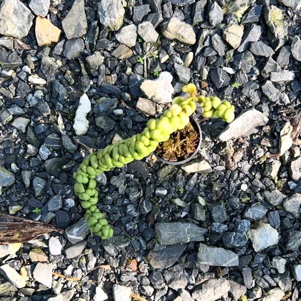 Dischidia Idreaminobu S