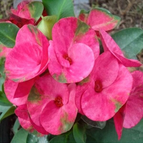 Euphorbia Milii DOUNG KAONA