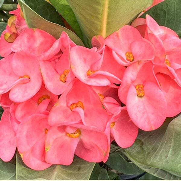 Euphorbia Milii DOUNG MANEE