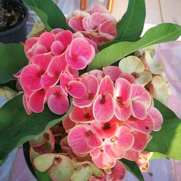Euphorbia Milii DOUNG PA JAREN