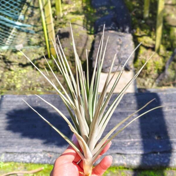 Tillandsia duratii x ixioides R