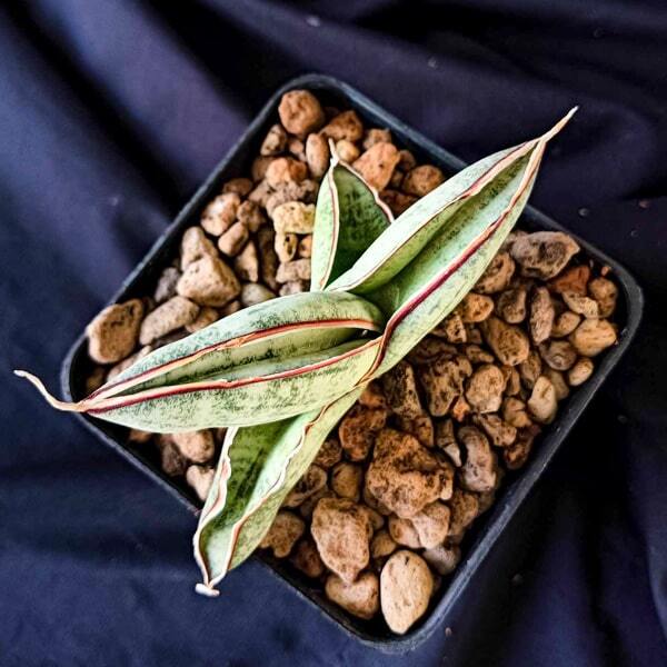 Sansevieria EILENSIS