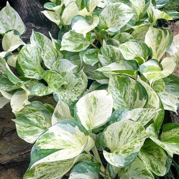 Epipremnum AUREUM MANJULA