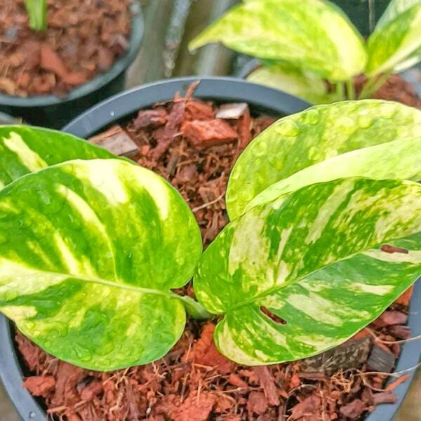 Epipremnum PINNATUM GOLDEN FLAME